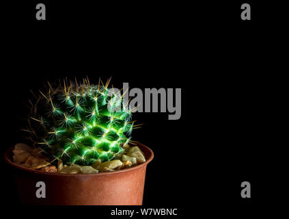 Verde vivace di Mammillaria Cactus isolato su sfondo nero Foto Stock