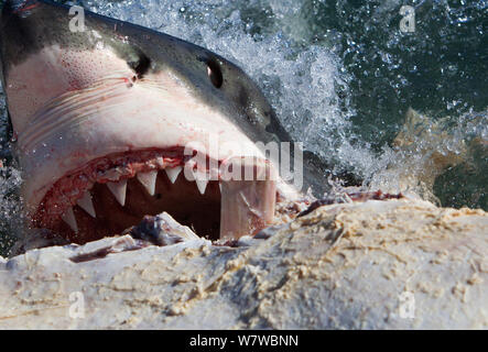 Il grande squalo bianco (Carchardon carcharias) alimentazione su Brydes balena (Balaenoptera brydei) False Bay, Sud Africa Foto Stock