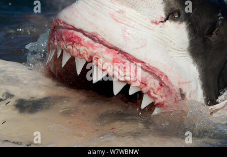 Il grande squalo bianco (Carchardon carcharias) alimentazione su Brydes balena (Balaenoptera brydei) False Bay, Sud Africa Foto Stock