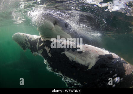 Il grande squalo bianco (Carchardon carcharias) alimentazione su Brydes balena (Balaenoptera brydei) False Bay, Sud Africa Foto Stock