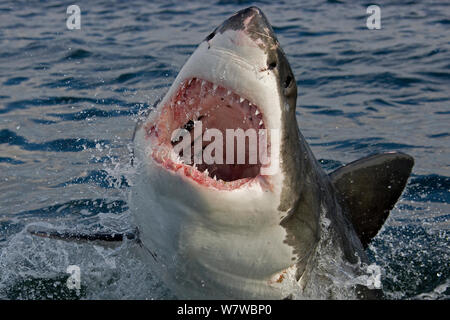 Il grande squalo bianco (Carchardon carcharias) False Bay, Sud Africa Foto Stock