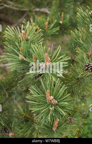 Filiale vicina di Pinus mugo conifera albero Foto Stock