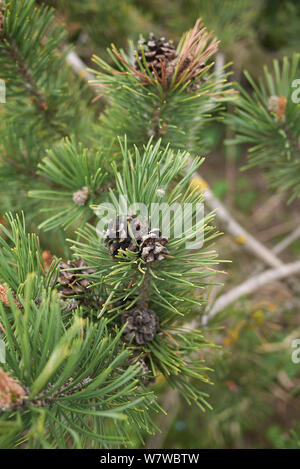 Filiale vicina di Pinus mugo conifera albero Foto Stock