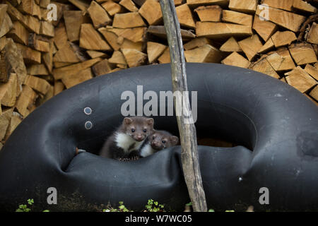 Il faggio / faina (Martes martes) novellame nel pneumatico dal negozio di legno, Foresta Nera, Baden-Württemberg, Germania. Maggio. Foto Stock