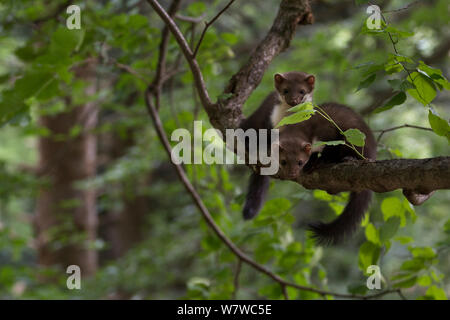 Pietra / faina (Martes foina) due ragazzi nella struttura ad albero, Foresta Nera, Baden-Württemberg, Germania. Giugno. Foto Stock