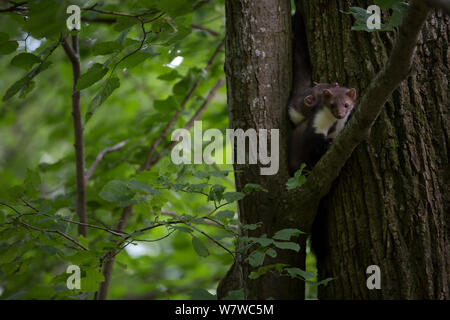 Pietra / faina (Martes foina) novellame nella struttura ad albero, Foresta Nera, Baden-Württemberg, Germania. Giugno. Foto Stock