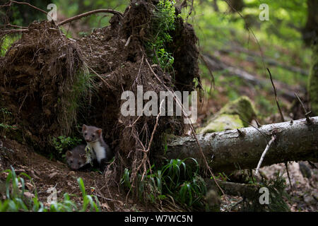 Il faggio / faina (Martes foina) novellame in den sotto radici di albero, Foresta Nera, Baden-Württemberg, Germania. Giugno. Foto Stock