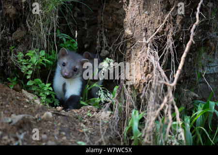 Pietra / faina (Martes foina) novellame in den, Foresta Nera, Baden-Württemberg, Germania. Giugno. Foto Stock