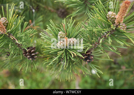 Filiale vicina di Pinus mugo conifera albero Foto Stock