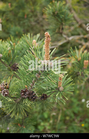 Filiale vicina di Pinus mugo conifera albero Foto Stock