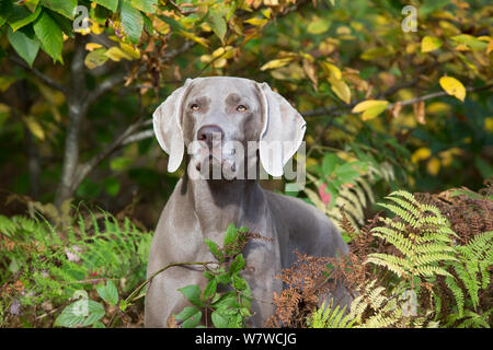 Weimaraner nel fogliame di autunno, East Haddam, Connecticut, Stati Uniti d'America. Non esclusive. Foto Stock