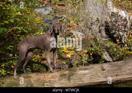 Weimaraner nel fogliame di autunno sul ponte, East Haddam, Connecticut, Stati Uniti d'America. Non esclusive. Foto Stock