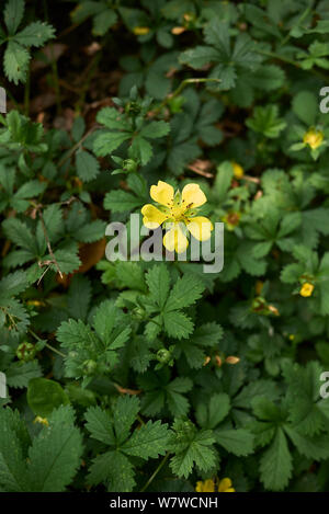 Le foglie fresche e fiore di Potentilla reptans impianto Foto Stock