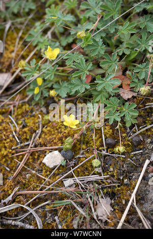 Le foglie fresche e fiore di Potentilla reptans impianto Foto Stock