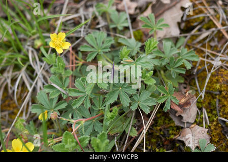 Le foglie fresche e fiore di Potentilla reptans impianto Foto Stock