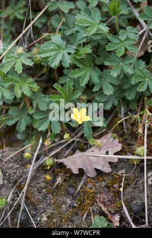 Le foglie fresche e fiore di Potentilla reptans impianto Foto Stock