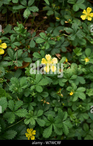 Le foglie fresche e fiore di Potentilla reptans impianto Foto Stock