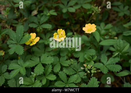 Le foglie fresche e fiore di Potentilla reptans impianto Foto Stock