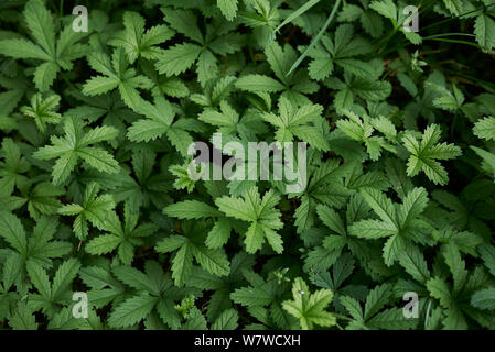 Le foglie fresche e fiore di Potentilla reptans impianto Foto Stock