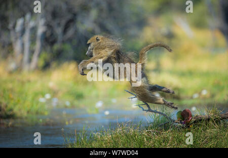 Chacma baboon (Papio hamadryas ursinus) saltando in acqua poco profonda, Khwai River, Moremi Game Reserve, il Botswana. Foto Stock