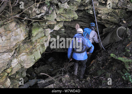 Il team del sondaggio entrando in un bagno di vecchia miniera di pietra per cercare in ibernazione maggiore mazze di ferro di cavallo (Rhinolophus ferrumequinum), Wiltshire, Regno Unito, febbraio. Modello rilasciato. Foto Stock