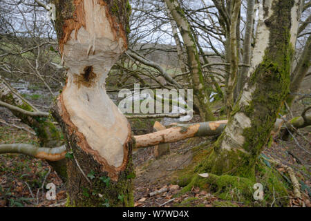 Alder tree (Alnus glutinosa) con tronco fortemente rosicchiati dai castori eurasiatica (Castor fiber) con peluria di betulle (Betula pubescens) abbattuti in background, all'interno di un grande bosco umido enclosure stream, Devon, Regno Unito, Marzo. Foto Stock