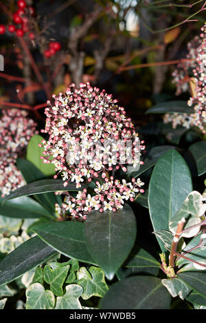 Bianco e rosa di infiorescenza Skimmia arbusto japonica Foto Stock