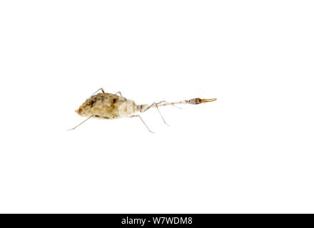 Larva di filo-wing lacewing (Dielocroce hebraea) si trovano solo all'interno di grotte nel deserto, di solito sepolta nella polvere, deserto del Negev, Israele, Giugno. Progetto Meetyourneighbors.net. Presa con messa a fuoco digitale impilamento. Foto Stock