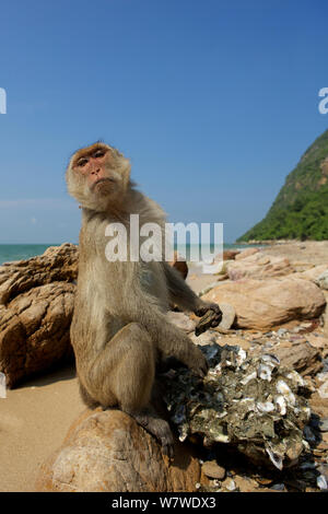 Di birmani lunga coda Macaque (Macaca fascicularis aurea) utilizzando utensili di pietra per aprire le ostriche a bassa marea, Kho Ram, Khao Sam Roi Yot National Park, Thailandia. Foto Stock