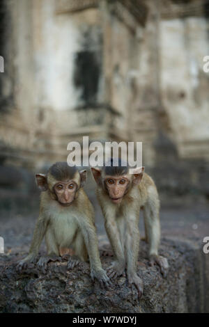 Macachi a coda lunga (Macaca fascicularis) due ragazzi, al Tempio delle Scimmie, Phra Prang Sam Yot, Lopburi, Thailandia. Foto Stock