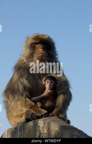 Barbary macaque (Macaca sylvanus) maschio tenendo il bambino, come un comportamento di bridging per ridurre le aggressioni da parte di altri soggetti maschi e formare dei legami sociali e Upper Rock area della Gibilterra Riserva Naturale, Rocca di Gibilterra, Giugno. Foto Stock