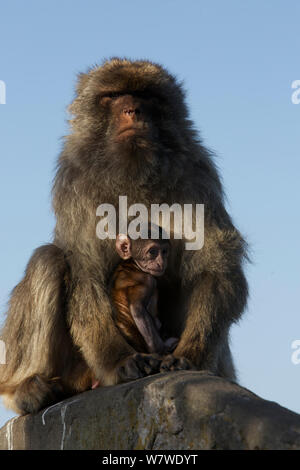 Barbary macaque (Macaca sylvanus) maschio tenendo il bambino, come un comportamento di bridging per ridurre le aggressioni da parte di altri soggetti maschi e formare dei legami sociali e Upper Rock area della Gibilterra Riserva Naturale, Rocca di Gibilterra, Giugno. Foto Stock