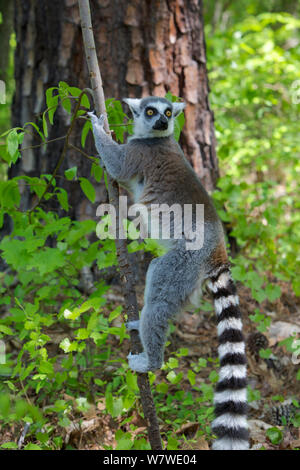 Anello lemure codato (Lemur catta) profumo marcatura, scavando i suoi contrafforti in per contrassegnare il ramo, captive Duke Lemur Center, Durham, North Carolina, Stati Uniti d'America. Foto Stock