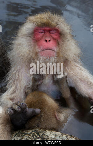 Macaque giapponese (Macaca fuscata) con giovani dormono in primavera calda nel Jigokudani Yaenkoen,, Nagano, Giappone Foto Stock