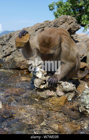 Maschio adulto di birmani lunga coda Macaque (Macaca fascicularis aurea) usando pietra attrezzo per aprire le ostriche a bassa marea, Kho Ram, Khao Sam Roi Yot National Park, Thailandia. Foto Stock