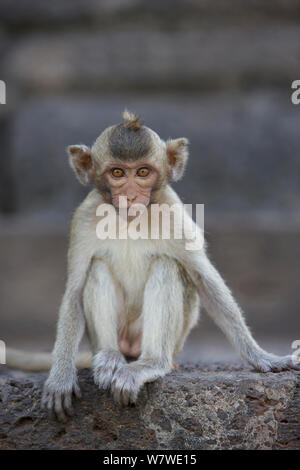 I capretti di lunga coda Macaque (Macaca fascicularis) al tempio delle scimmie, Phra Prang Sam Yot, Lopburi, Thailandia. Foto Stock