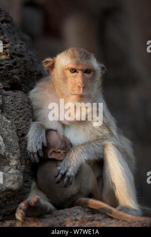 Lunga coda Macaque (Macaca fascicularis) allattamento baby, Monkey Temple, Phra Prang Sam Yot, Lopburi, Thailandia. Foto Stock