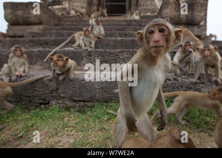 Macachi a coda lunga (Macaca fascicularis) capretti con gruppo al tempio delle scimmie, Phra Prang Sam Yot, Lopburi, Thailandia. Foto Stock