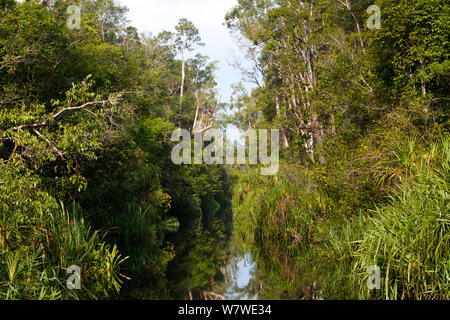 Fiume Sekonyer in Tanjung messa National Park, sul modo di Camp Leakey, Indonesia, centrale provincia di Borneo, Kalimantan centrale. Foto Stock