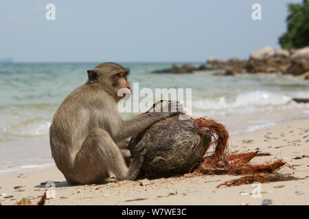 Di birmani lunga coda Macaque (Macaca fascicularis aurea) cercando di aprire noce di cocco, Kho Ram, Khao Sam Roi Yot National Park, Thailandia. Foto Stock