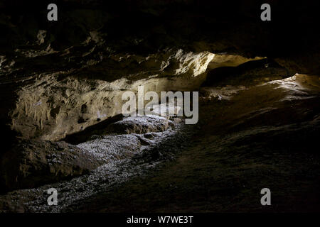 Chacma Baboon (Papio hamadryas ursinus) grotta del sonno, De Hoop Riserva Naturale, Western Cape, Sud Africa. Foto Stock