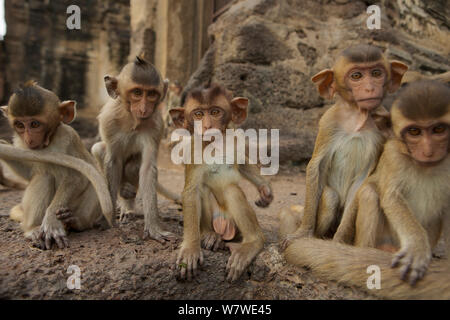 Macachi a coda lunga (Macaca fascicularis) gruppo di neonati al tempio delle scimmie, Phra Prang Sam Yot, Lopburi, Thailandia. Foto Stock