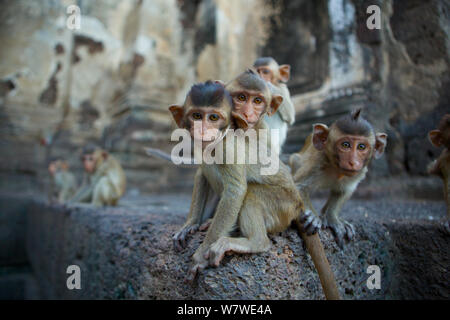 Macachi a coda lunga (Macaca fascicularis) al tempio delle scimmie, Phra Prang Sam Yot, Lopburi, Thailandia. Foto Stock