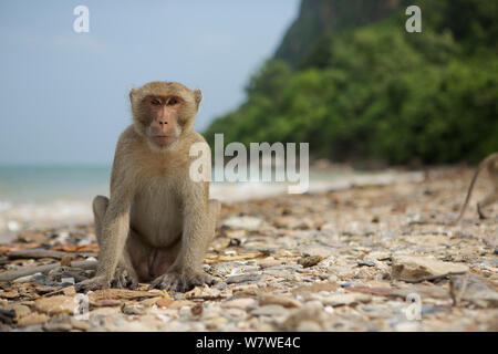 Di birmani lunga coda Macaque (Macaca fascicularis aurea) maschio sulla spiaggia, Kho Ram, Khao Sam Roi Yot National Park, Thailandia. Foto Stock