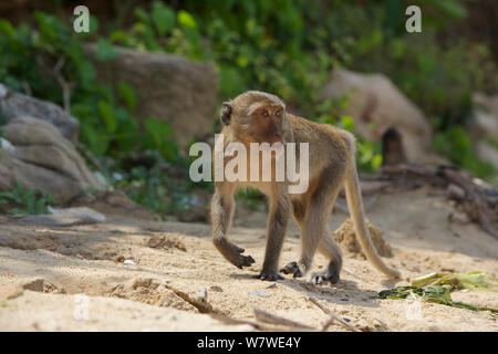 Di birmani lunga coda Macaque (Macaca fascicularis aurea) sulla spiaggia, Kho Ram, Khao Sam Roi Yot National Park, Thailandia. Foto Stock