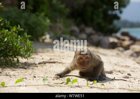 Di birmani lunga coda Macaque (Macaca fascicularis aurea) strisciando sulla spiaggia, Kho Ram, Khao Sam Roi Yot National Park, Thailandia. Foto Stock