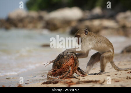 Di birmani lunga coda Macaque (Macaca fascicularis aurea) cercando di aprire noce di cocco, Kho Ram, Khao Sam Roi Yot National Park, Thailandia. Foto Stock