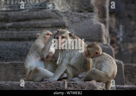 Macachi a coda lunga (Macaca fascicularis) toelettatura al tempio delle scimmie, Phra Prang Sam Yot, Lopburi, Thailandia. Foto Stock