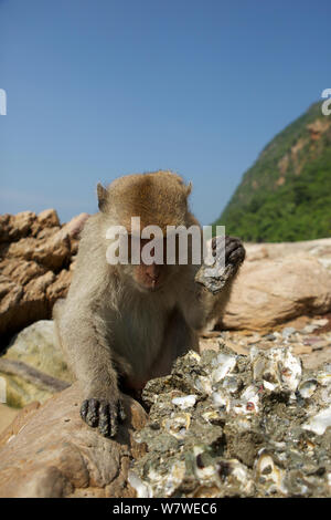 Di birmani lunga coda Macaque (Macaca fascicularis aurea) utilizzando utensili di pietra per aprire le ostriche a bassa marea, Kho Ram, Khao Sam Roi Yot National Park, Thailandia. Foto Stock