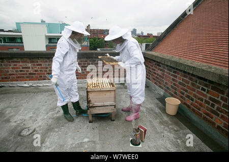 Bee keepers guardando a pettine di miele da alveari sul tetto del Museo di Manchester, Manchester, Regno Unito, Giugno 2014. Foto Stock